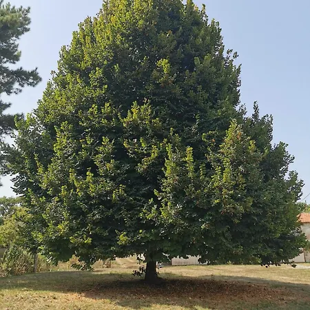 Le Tilleul Σπίτι διακοπών Médis