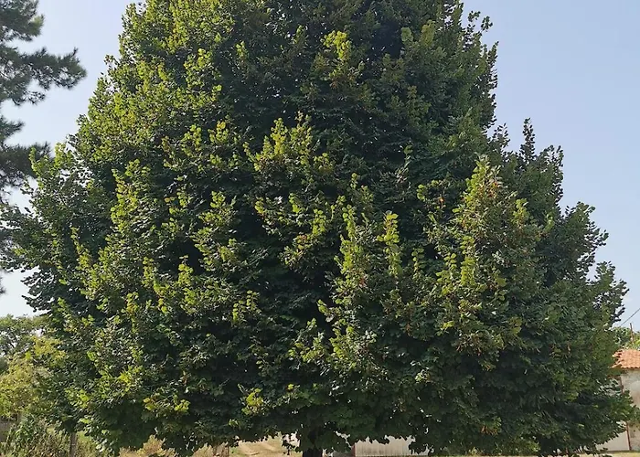 Le Tilleul Σπίτι διακοπών Médis